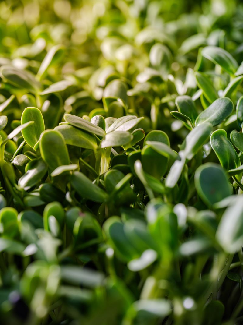 Sunflower shoots in morning light at the 702Greens farm